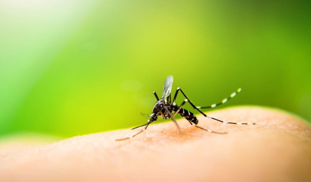 Крем-гель Anti Mosquito допоможе зняти запалення та свербіж на місці укусу комара