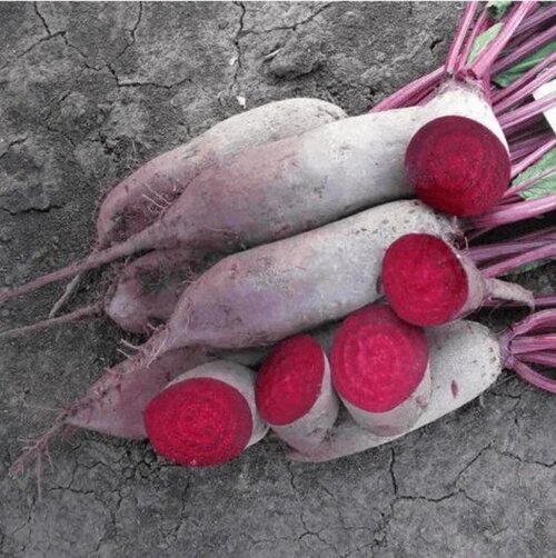 Урожай свеклы Ломако F1 от Beste Kern