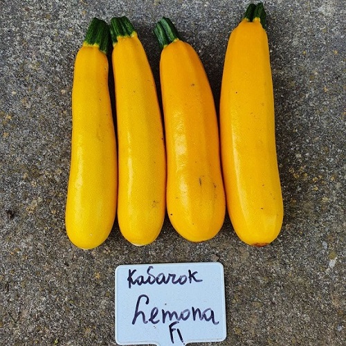 Урожай_кабачков_Beste_Kern_Lemona_F1