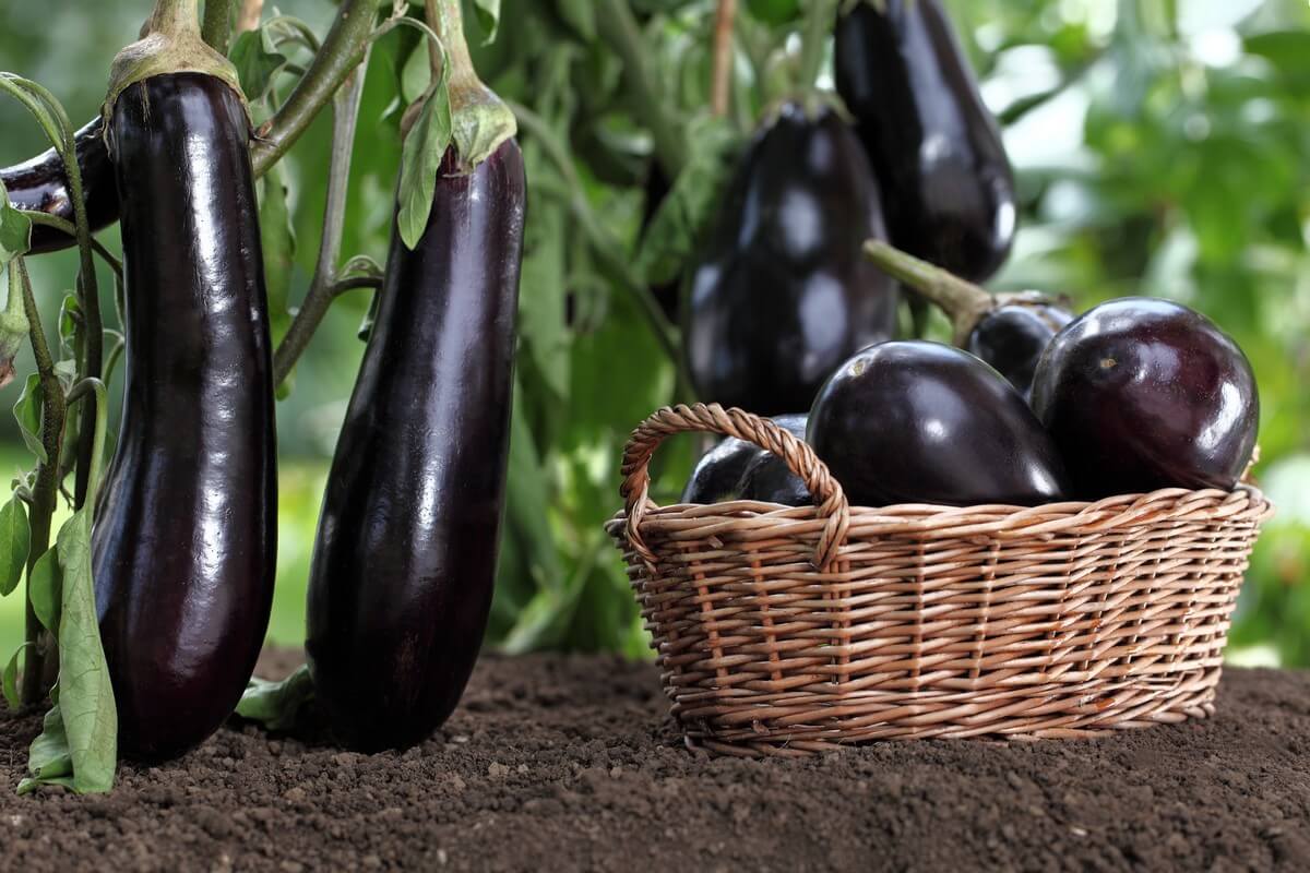 Ассортимент профессиональных семян баклажанов на Agro-Shop