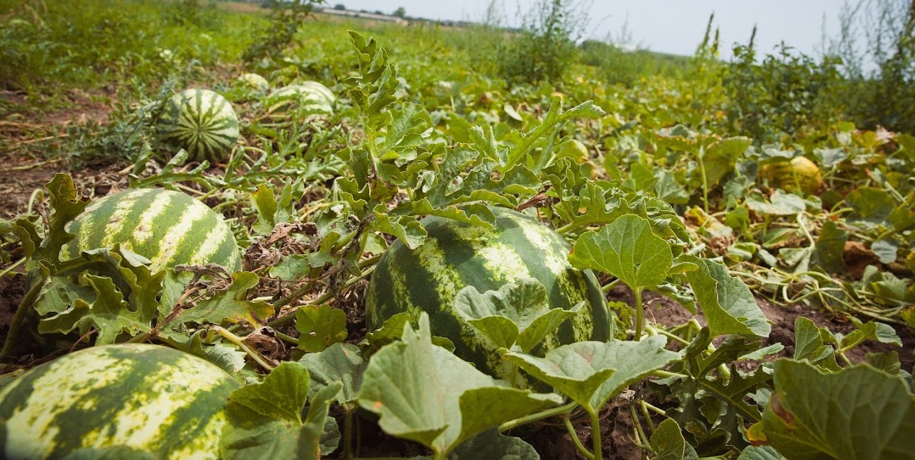 Ассортимент профессиональных семян арбузов на Agro-Shop