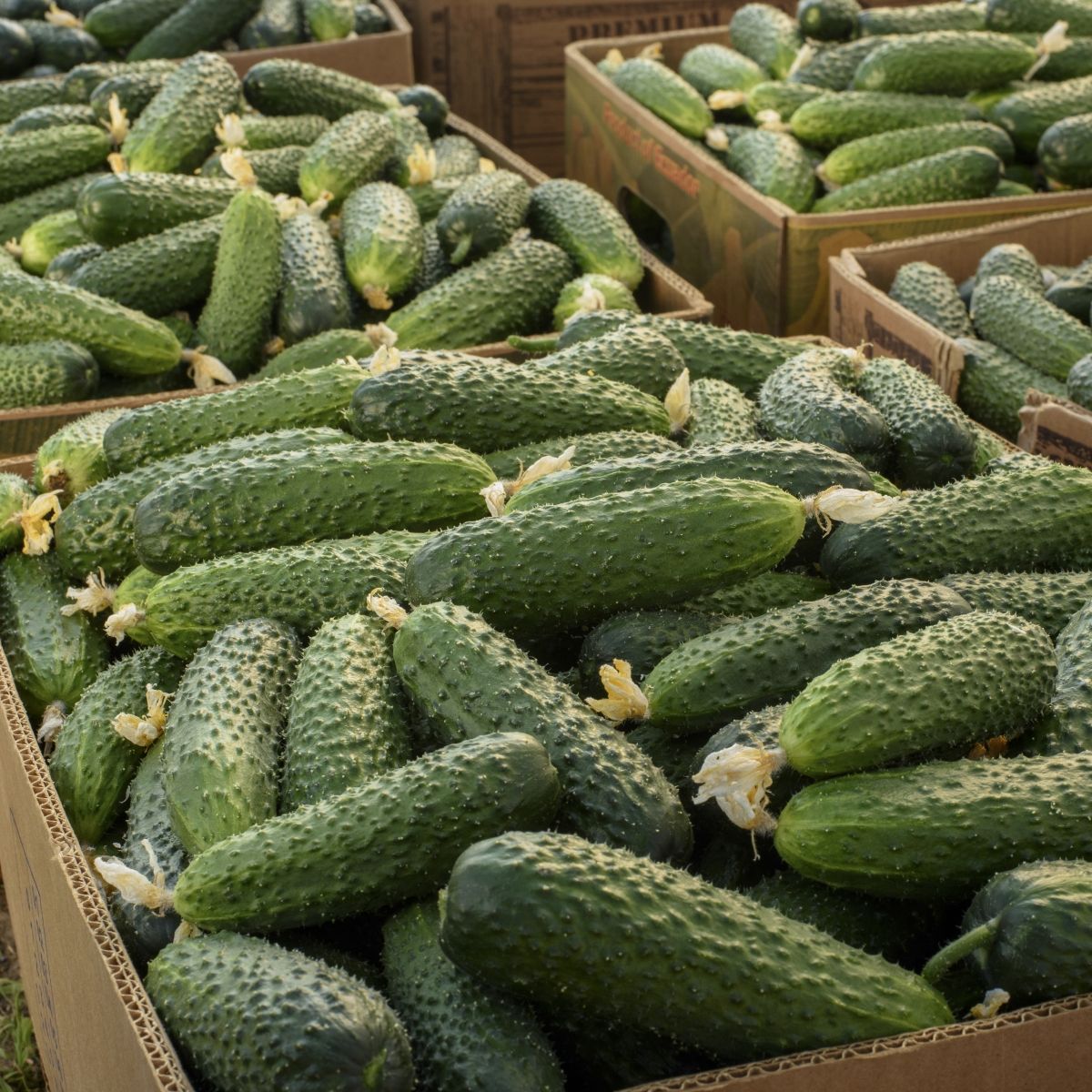 Ассортимент профессиональных семян огурцов на Agro-Shop