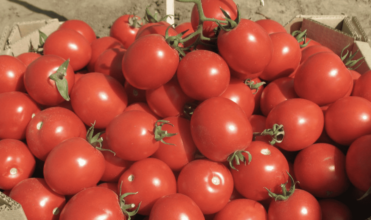 Ассортимент профессиональных семян томатов на Agro-Shop